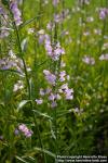 Photo: Physostegia virginiana 3.