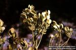 Photo: Phoradendron leucarpum.