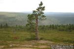 Photo: Pinus sylvestris 16.