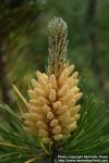 Photo: Pinus mugo 4.