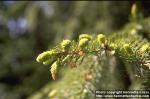 Photo: Picea abies.