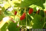 Photo: Podophyllum peltatum 2.