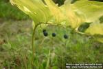 Photo: Polygonatum odoratum 9.