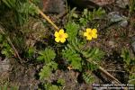 Photo: Potentilla anserina 10.