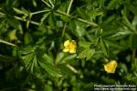Photo: Potentilla erecta 4.