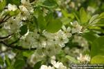 Photo: Prunus domestica 1.