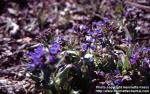Photo: Pulmonaria obscura 6.