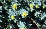 Photo: Rhodiola rosea 7.