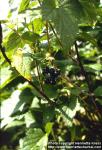 ribes-nigrum