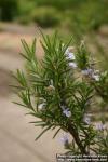 Photo: Rosmarinus officinalis 6.