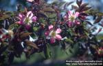 Photo: Rosa glauca 6.