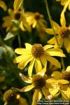 Photo: Rudbeckia laciniata 4.