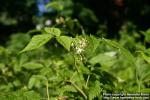 Photo: Rubus idaeus 8.