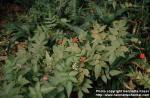 Photo: Rubus 6.