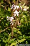 Photo: Saponaria officinalis 4.