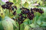 Photo: Sambucus ebulus 3.