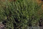 Photo: Satureja hortensis 3.