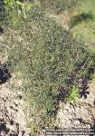 Photo: Satureja hortensis.