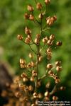 Photo: Scrophularia nodosa 5.