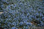 Photo: Scilla siberica 2.