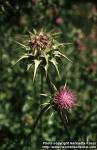 silybum-marianum-1