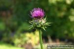 Photo: Silybum marianum 6.