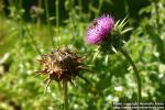 Photo: Silybum marianum 7.