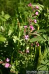 Photo: Silene dioica 9.