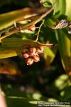 Photo: Smilacina racemosa 11.