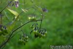 Photo: Solanum dulcamara 9.