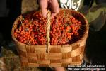 Photo: Sorbus aucuparia 27.