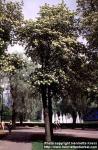 Photo: Sorbus hybrida.