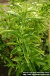 Photo: Stevia rebaudiana 6.