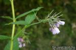 Photo: Symphytum officinale 9.