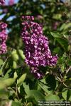 Photo: Syringa vulgaris 11.