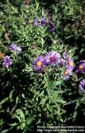 Photo: Symphyotrichum novae angliae 2.