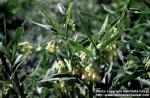 Photo: Symphytum officinale 3.