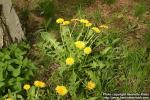 Photo: Taraxacum officinale 16.