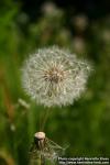 Photo: Taraxacum officinale 21.