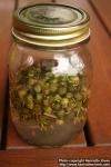 Photo: Taraxacum officinale 31.