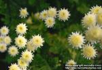 Photo: Tanacetum parthenium 4.