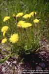 taraxacum-officinale-2
