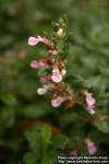 Photo: Teucrium chamaedrys 6.