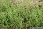 Photo: Thymus vulgaris 9.