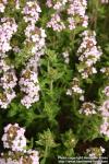 Photo: Thymus vulgaris 11.