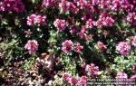 Photo: Thymus serpyllum 8.