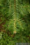 Photo: Torreya californica 1.