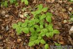 Photo: Toxicodendron radicans 5.