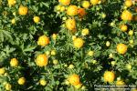 Photo: Trollius x cultorum 3.