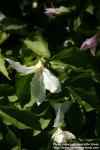 Photo: Trillium grandiflorum 7.